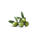 olive picto